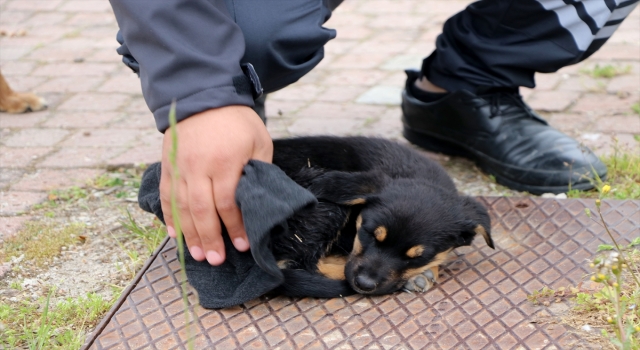 Tunca Nehri’ne atılan yavru köpek güvenlik görevlisinin dikkati sayesinde kurtuldu