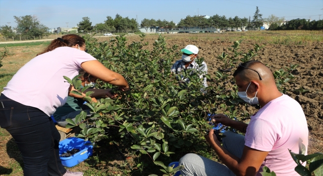 Edirne’de yüksek verimli ”aronya” ve mürver”in hasadına başlandı