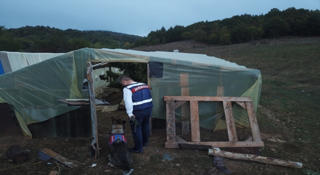 Kırklareli’nde serada Hint keneviri yetiştiren 2 kişi yakalandı