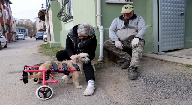 ”Şans” adını verdikleri engelli köpeğe çocukları gibi bakıyorlar