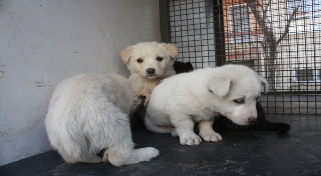 Keşan Belediyesi anne köpek ve 4 yavrusuna sahip çıktı