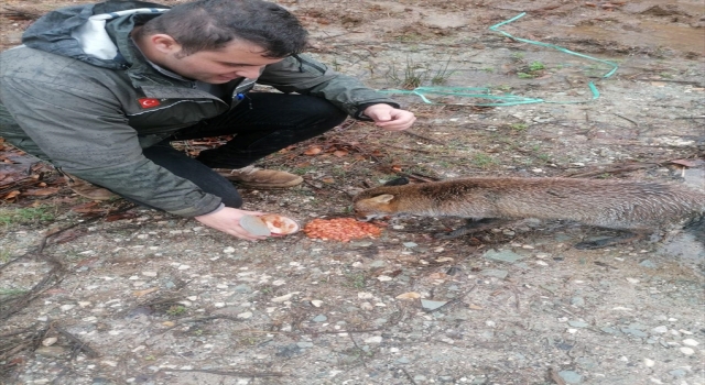 Orman koruma görevlileri aç kalan tilkiyi ”barbunya” ile besledi