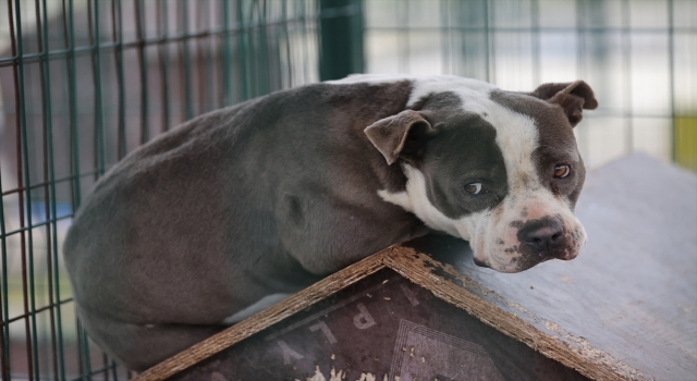 Yasaklı köpek ırklarını kayıt altına aldırmayıp sokağa bırakıyorlar