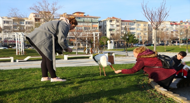 Göç etmeyen leylek Tekirdağ’ın maskotu oldu