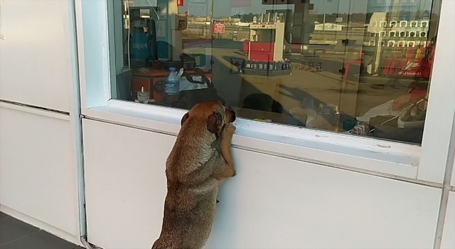 Tekirdağ’da sokakta doğuran ”Sarı”nın yavruları ölmesin diye seferber oldular 