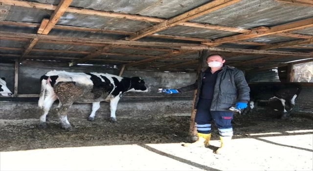 Kırklareli’nde küçük ve büyükbaş hayvanlar aşılanıyor