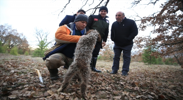 Özel eğitimli köpeklerle toplanan trüf mantarı ihraç ürünü oldu