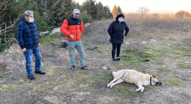 Tekirdağ’da site sakinleri köpeklerini öldürdüğü iddiasıyla belediyeden şikayetçi oldu