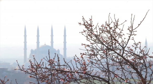 Edirne’de erik ve badem ağaçları ”yalancı bahara” aldandı