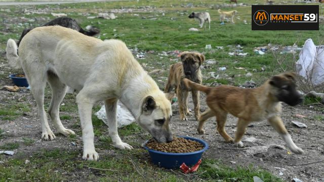 Sahipli kedi ve köpeklerin kimliklendirilmesi mecburi olacak