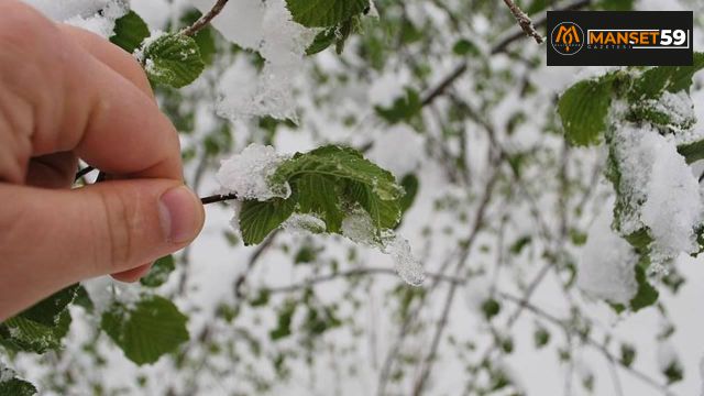 Trakya için zirai don uyarısı