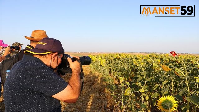 Tekirdağ'da Sarıya Bürünen Ayçiçeği Tarlalarında Foto Safari Düzenlendi