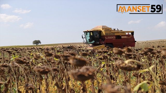 ”Doğanın sarı gelini” ayçiçeğinde hasat başladı