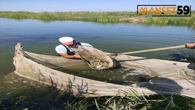 Trakya’da 5 milyon sazan balığı göl ve göletlere bırakılacak