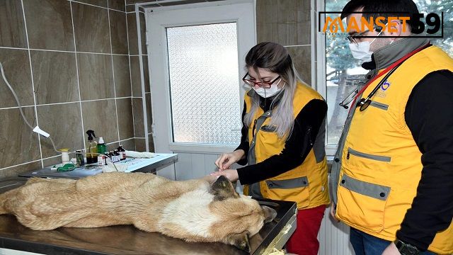 'HAYVANLARI SOKAĞA KİMİN TERK ETTİĞİ BELİRLENECEK'