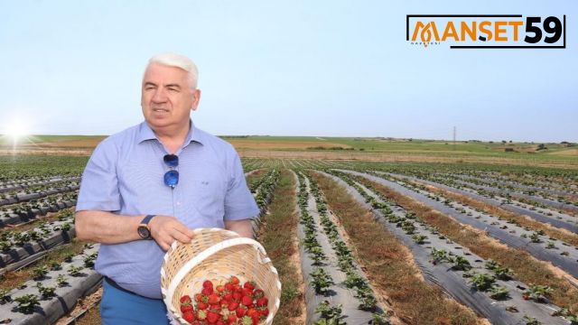 Ergene Belediyesi Çilek Tarlasında Çilek Satışları ve Kahvaltı Hizmeti Devam Ediyor