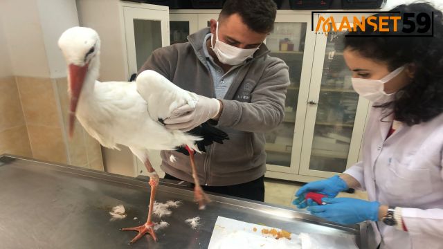 Misinalara dolanan Leylek Yaşar Süleymanpaşa Belediyesi tarafından kurtarıldı