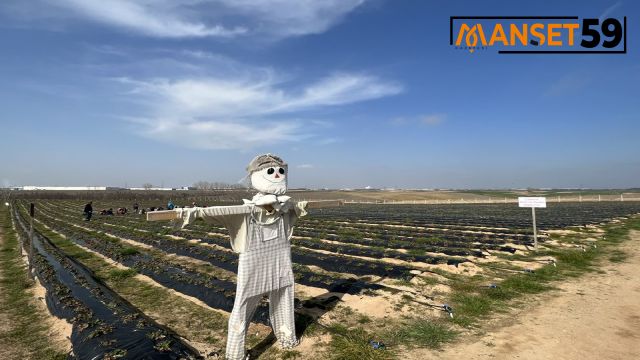 Ergene Belediyesi Çilek Tarlalarını Yeni Sezona Hazırlıyor