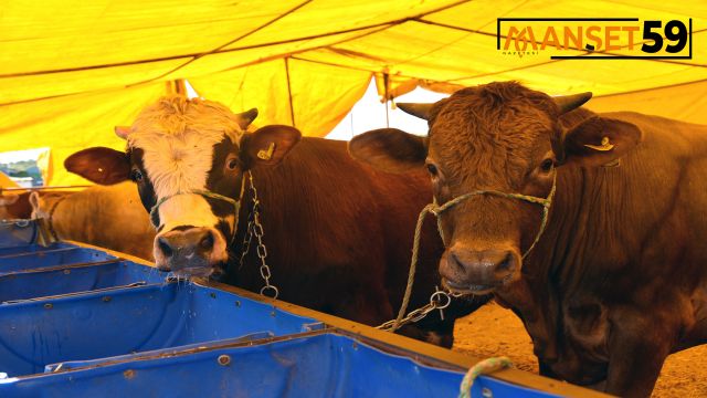 Kurban Satış Merkezi İçin Kayıtlar Başlıyor