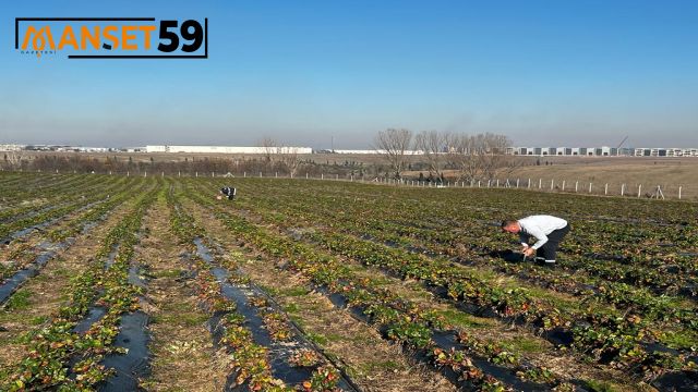 Kral Çilek Tarlasında yeni sezon hazırlıkları başladı